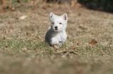 WESTIE 136